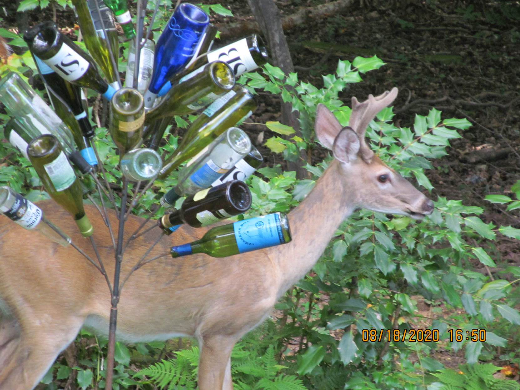 Deer